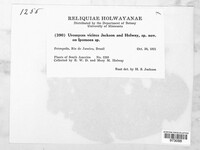 Uromyces vicinus image